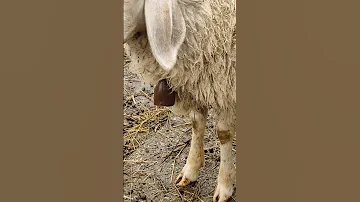 Sheep Bell Sound Suono Della Campana Della Pecora 