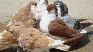 Lahore pigeon Unique color baby