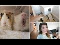 Guinea Pig House Tour & Getting Organised