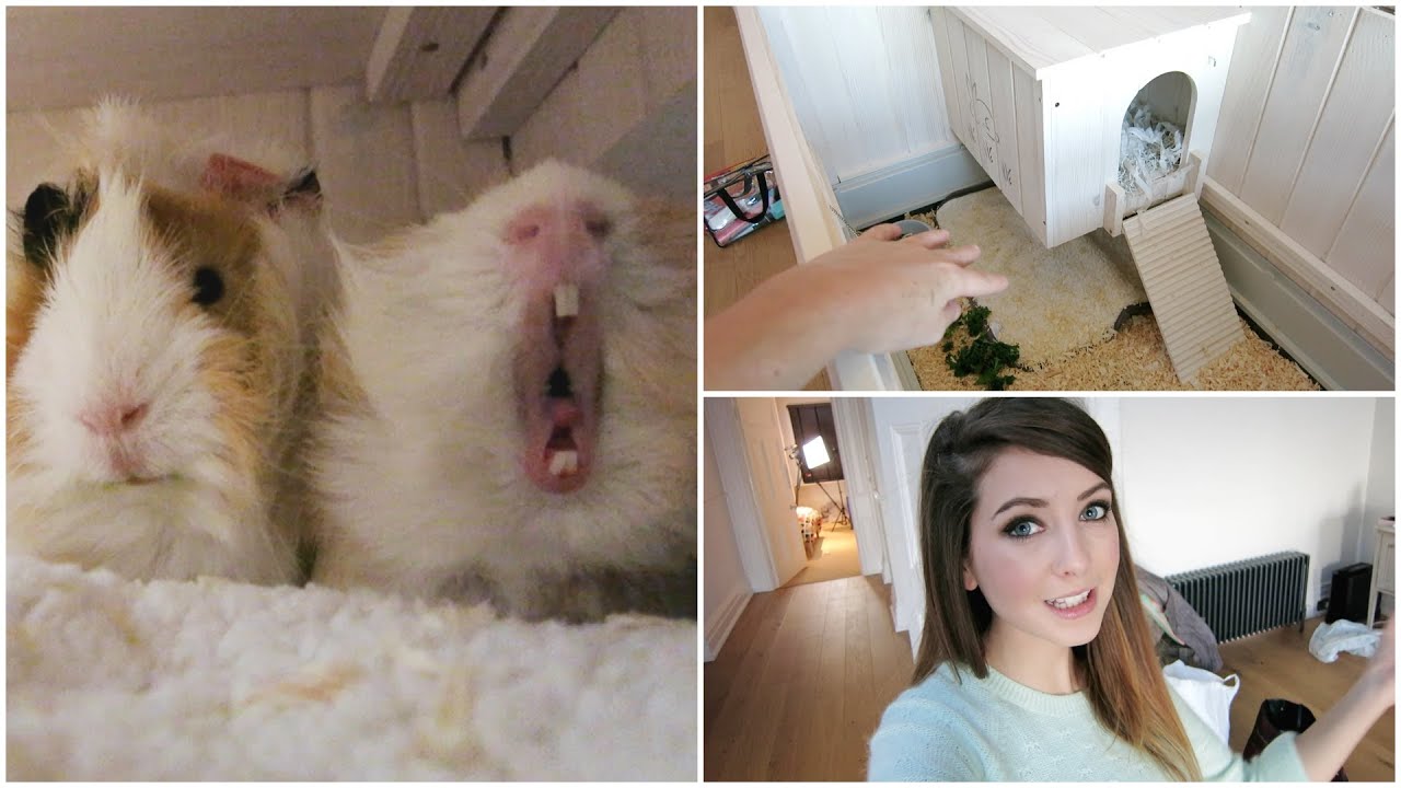 zoella guinea pig hutch