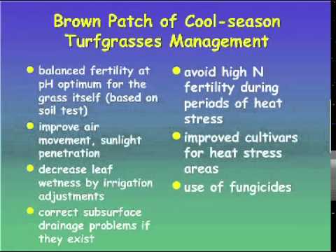 Video: Kho Rhizoctonia Ntawm Strawberries - Kawm Txog Strawberry Rhizoctonia Fungus