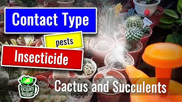 Contact type INSECTICIDE | Cactus Care for Beginners 多肉植物 | 다육이들 | SUCULENTAS