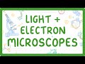 Comparing Light Microscopes and Electron Microscopes