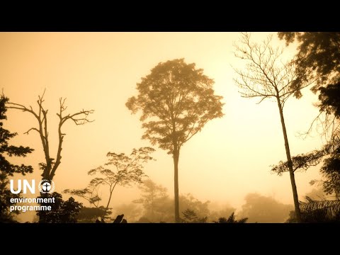 Video: Care regiune este cunoscută ca rezervor de carbon al globului?