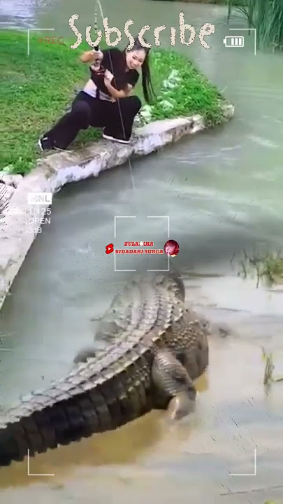 There is no fear..!! Fishing in the nest, Crocodile #fishing #crocodile #shortvideo