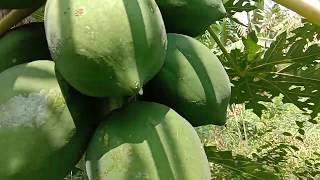 4 min Video of male- & female- Papaya trees or Carica papaya - PYJR Plant Videos