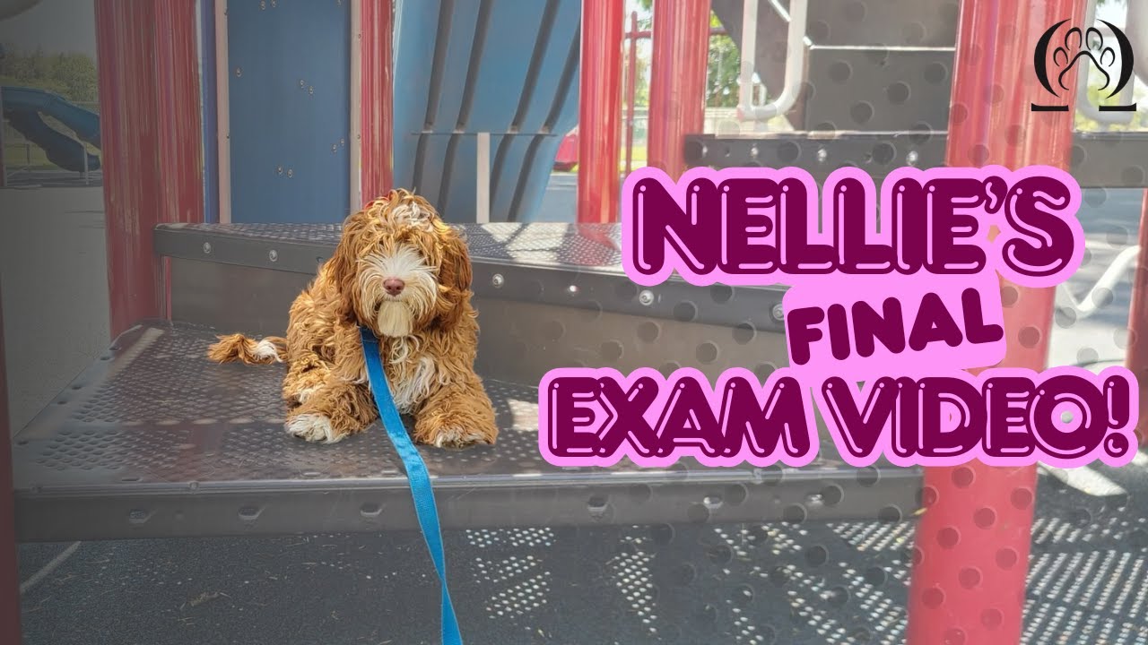 Nellie's Final Exam Video | Australian Cobberdog | Los Andeles, CA. #dogtraining #obediencetraining