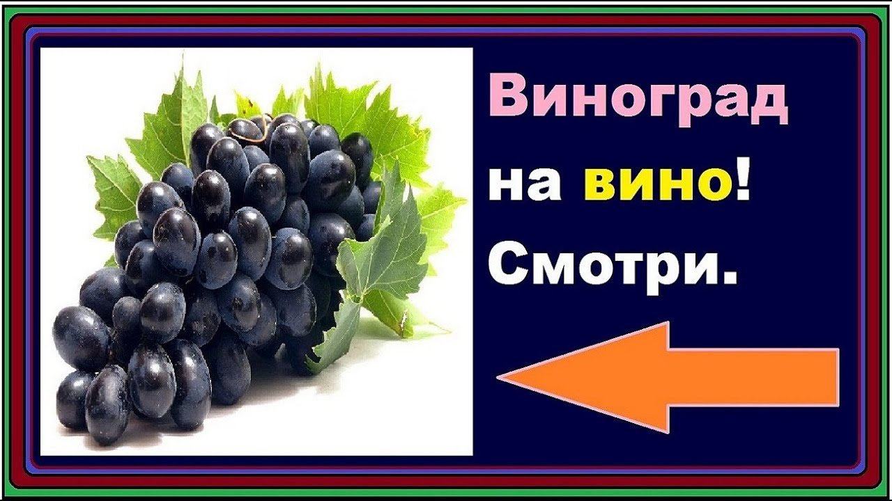 Домашний виноград и сбор винограда осенью.