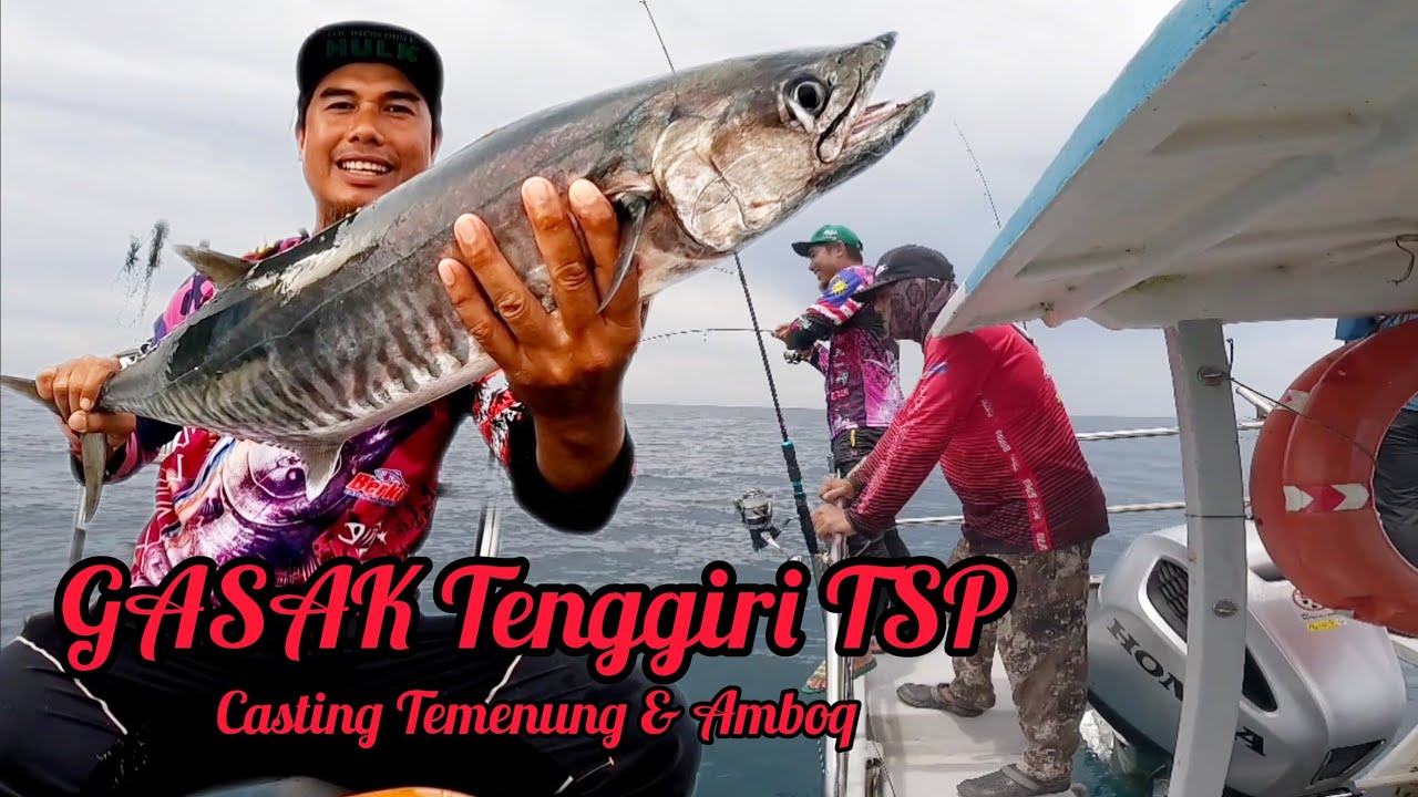 Mancing Tenggiri Tuas TSP Makan Baik Casting Temenung & Umpan Hidup s438