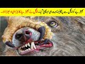 اس ایگل نے بھیڑیے کا جبڑاہی ادھیڑ ڈالا۔ | When Animal Messed With Wrong Animal @WildGravityOfficial