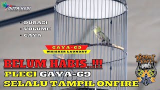 BELUM HABIS!!! PLECI GAYA-69 MASIH JADI MOMOK MENGERIKAN DI GANTANGAN