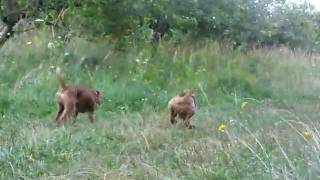 sonny & jerry  irish terrier by zajkoj 215 views 14 years ago 20 seconds