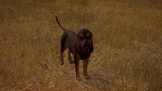 El perro de caza y su adiestramiento