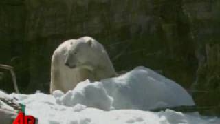 Raw Video: Polar Bears Play in Snow in Calif.