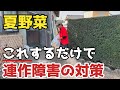 【夏野菜】土づくりはこれをみて！これするだけで連作障害の対策になります【無農薬】