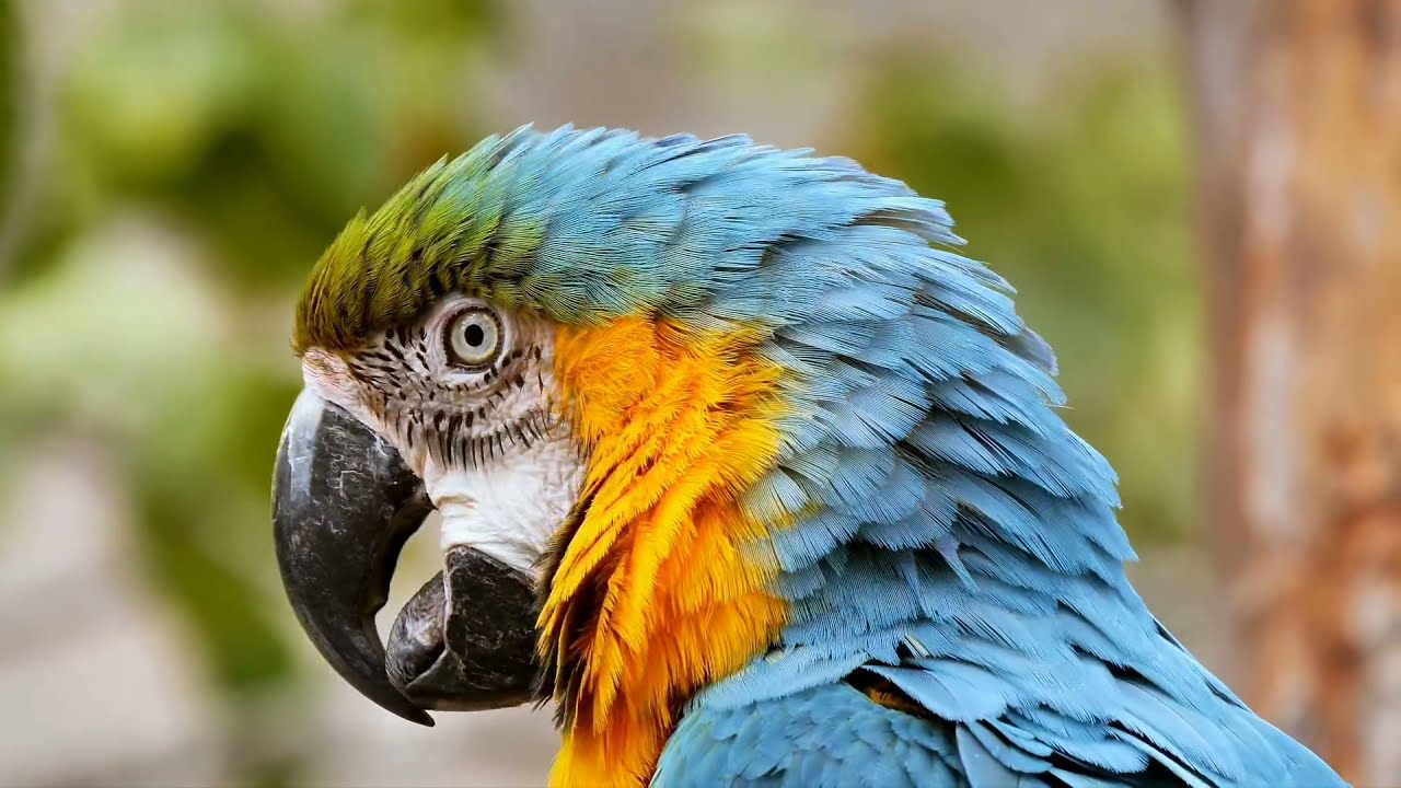 Parrots | Psittacine | Aves | Nature at its Best