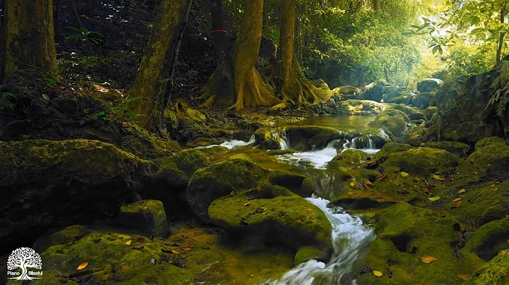 Relaxing Music with Birds Singing - Beautiful Piano Music & Guitar Music by Soothing Relaxation