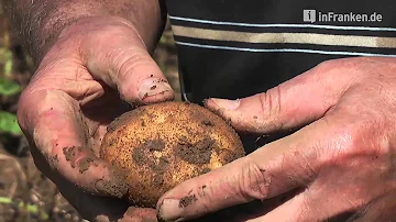 Werden Kartoffeln nach der Ernte behandelt?