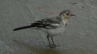Juvenile WHITE WAGTAIL, Singapore