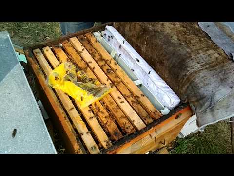 Video: Arılar Kışlama Için Nasıl Hazırlanır