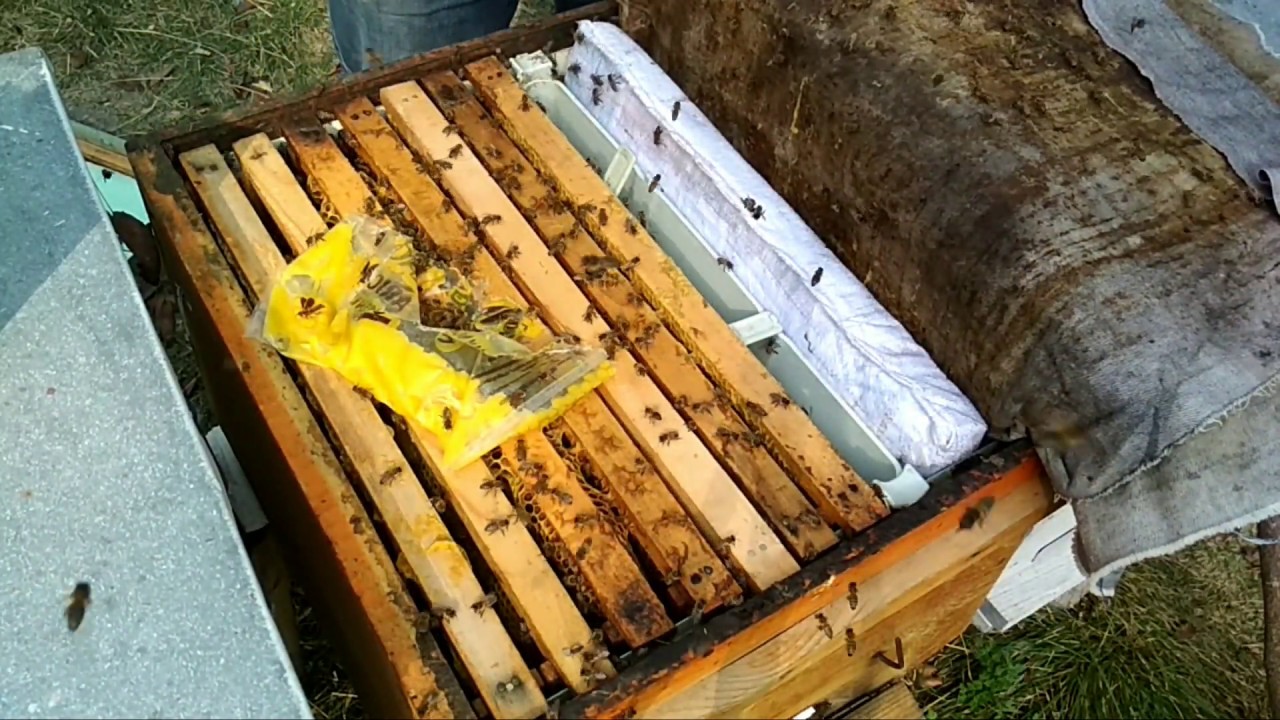 Kışlatma ya girmeden kovan içi ve kovan dışı alınması gereken önlemler nasıl  yapılır.