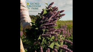 Ashwagandha, California Poppy, and Anise Hyssop @ Sacred Blossom Farm