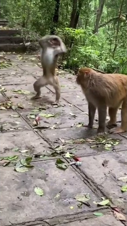 monyet malu minta kawin tidak dikash