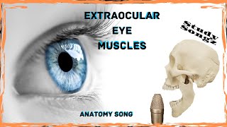 Extraocular Eye Muscles - Study Songz - 4 Rectus and the 2 Obliques