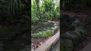 Australia zoo, Queensland #krunoi #travel