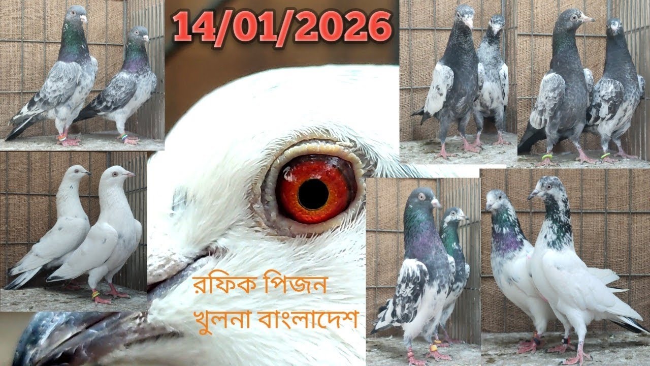 টপ কোয়ালিটি দেশি কবুতর ক্রয় করুন।। উরা  বাজি  রফিক পিজন লপ্ট খুলনা বাংলাদেশ ১৪/০১/২০২৬