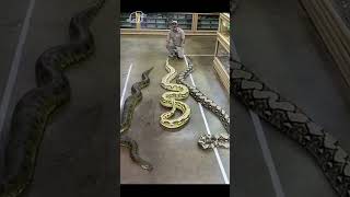 Animal Glow Up From Tiny Pets To Majestic Creatures