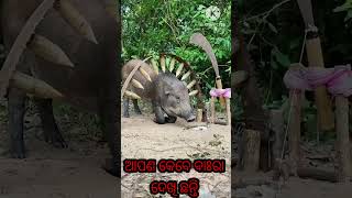 New Odia Short Video Pintujhili Son Vlog Pintujhili Odia Video