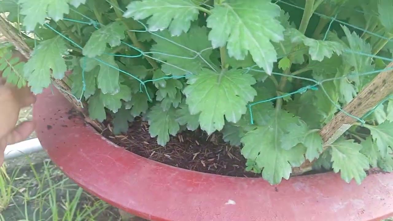 Hướng Dẫn Cách Trị Vàng Lá Và Lấy Lại Lá Chân 