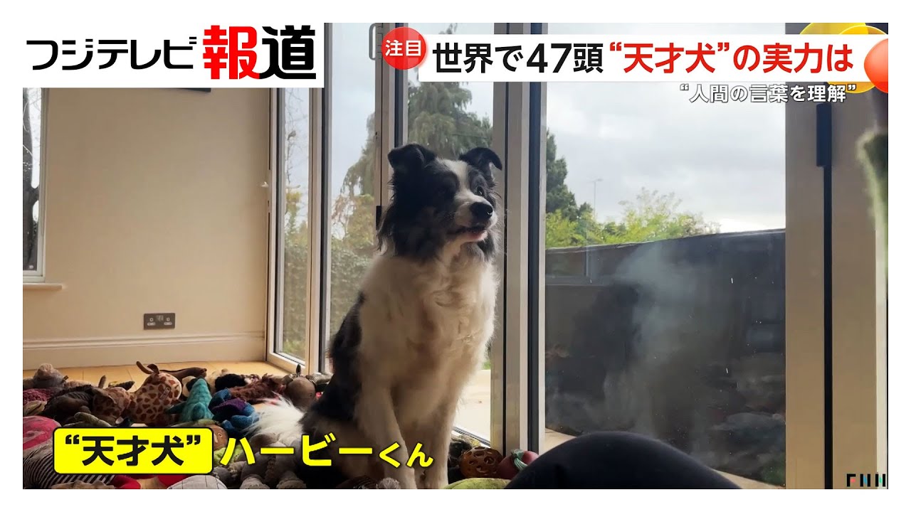 人間の言葉を理解”世界に47頭だけ“天才犬”その実力は?イギリスの 