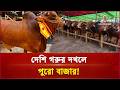নেই ভারতীয় গরুর দাপট; এবার কি সঠিক দাম পাবে খামারিরা? | Cow haat| Independent TV