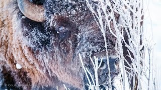 Chasing Light - Bits: Yellowstone Winter I