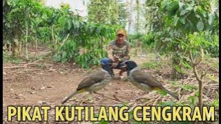 Aksi pikat kutilang cengkram si Rexso #pikatkutilang 