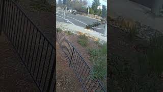 Pickup truck rolls over and crashes into backyard