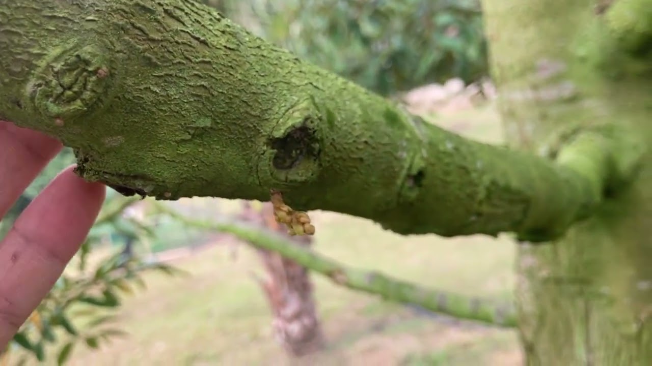 1 Ramadhan 2026 Ada 6 Mata Bunga