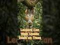 This Leopard Can Walk Upside Down on Trees