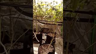 UPDATE ON GARDEN 🌼🌷🌼🌷🌻 plant month and 5 days in flower heavy buds