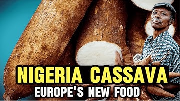 How CASSAVA Farming is Transforming Farmers