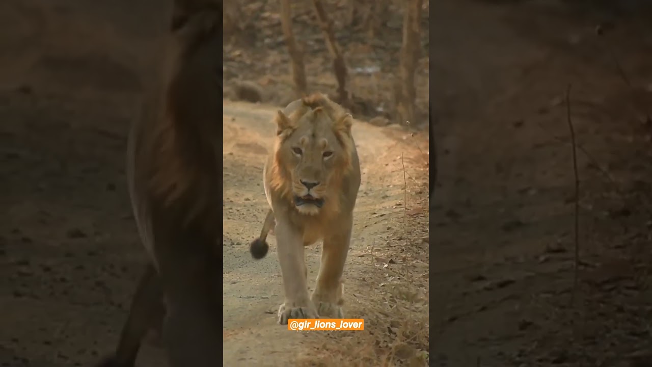 gir no savaj||sasan gir||gir national park||#savaj #lion #trending #shorts #viral #jungle #king