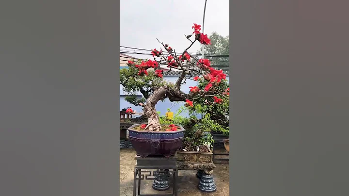 Tháng 3 hoa gạo nở #shorts