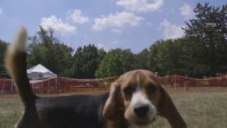 SportsFest 20 Dog Agility montage video