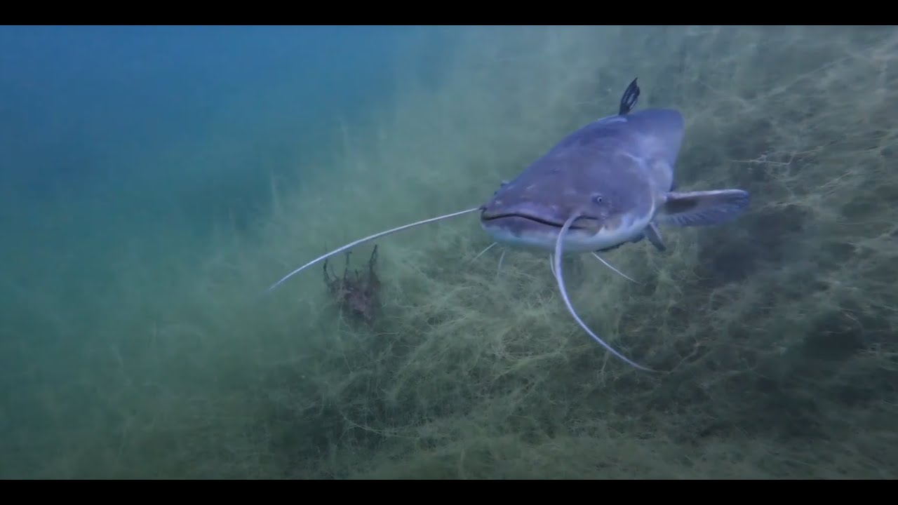 Oswojony sum. Kamionka Piast, Opole, 06.09.2025 Dive #54 & 55