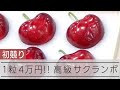 【１箱60万円】高級サクランボ「青森ハートビート」