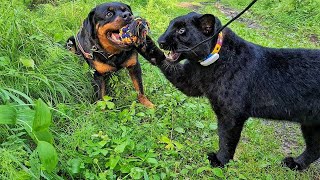 Leopard and Rottweiler games in nature🐆🐕/ Panther Luna was caught on a fishing rod 🎣