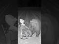 熊がドッキリの案山子に驚いた瞬間！Part2 #animalshorts #衝撃映像 #監視カメラ #自然の記録 #野生動物
