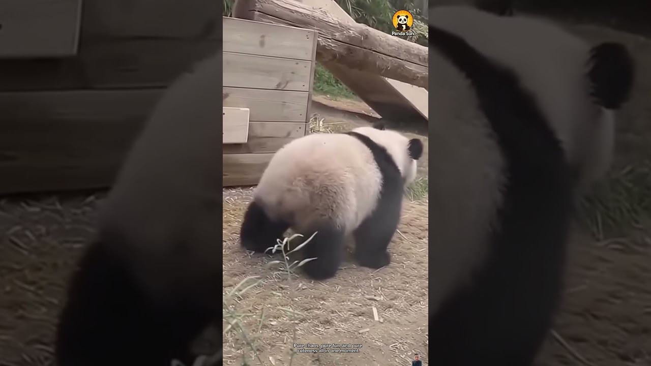Baby pandas fight in the funniest way아기 판다들이 웃기게 싸워요 